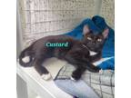 Adopt Custard a Domestic Short Hair