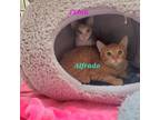 Adopt Alfrado a Domestic Short Hair