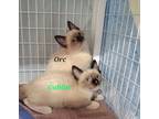 Adopt Orc a Domestic Short Hair