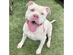 Adopt Thor a Pit Bull Terrier