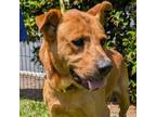 Adopt Chad a Shar-Pei, Pit Bull Terrier