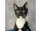 Adopt HAMPTON a Domestic Short Hair