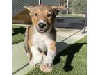 Adopt AVALON a Australian Kelpie, Catahoula Leopard Dog