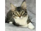 Adopt MARRIOTT a Domestic Short Hair