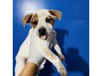 Adopt ATLANTIS a Cattle Dog, Catahoula Leopard Dog