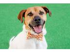 Adopt Teddy a Pit Bull Terrier, Pointer