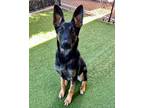 Adopt Pietro a German Shepherd Dog