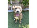 Adopt Galileo a American Staffordshire Terrier