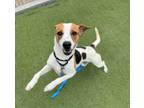 Adopt Frecks a Beagle