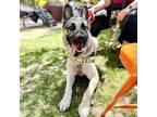 Adopt Jeeves a German Shepherd Dog