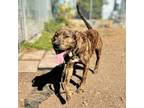 Adopt Pierce a Pit Bull Terrier