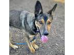 Adopt Rocky a German Shepherd Dog