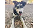 Adopt Drake a Husky