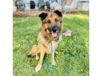 Adopt Noah a German Shepherd Dog
