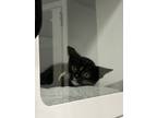 Adopt Snapdragon a Domestic Medium Hair, Domestic Short Hair