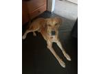 Adopt Rockie a Labrador Retriever