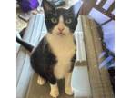 Adopt Kevin a Domestic Short Hair