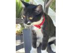 Adopt Cash a Domestic Short Hair