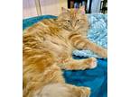 Adopt Teddy a Domestic Long Hair