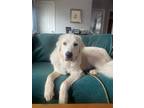 Adopt Atlas a Great Pyrenees