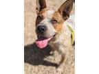 Adopt Ted a Australian Cattle Dog / Blue Heeler