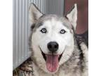 Adopt Alfalfa a Siberian Husky
