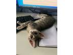 Adopt Toby, Willow Grove Area (FCID 08/08/2024 - 126) a Tabby