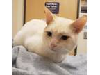 Adopt Frost a Domestic Short Hair