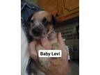 Adopt Levi a Australian Cattle Dog / Blue Heeler