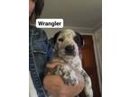 Adopt Wrangler a Australian Cattle Dog / Blue Heeler