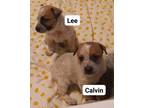 Adopt Calvin a Australian Cattle Dog / Blue Heeler