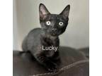 Adopt Lucky a Domestic Short Hair