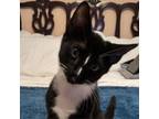 Adopt Monty a Domestic Short Hair