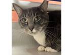 Adopt Bubby a Domestic Short Hair