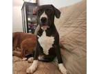 Adopt Elijah a Hound, Mixed Breed