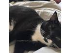 Adopt Freckles a Domestic Short Hair
