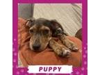 Adopt Klaus a Hound, Mixed Breed