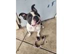 Adopt Gustavo a Pit Bull Terrier, Mixed Breed