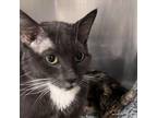 Adopt Blackie a Domestic Short Hair