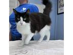 Adopt Pongo a Domestic Medium Hair