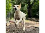 Adopt Max a Mixed Breed