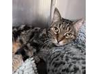 Adopt Oliver a Domestic Short Hair