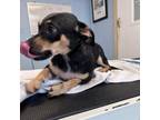Adopt Libby a Mixed Breed