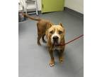 Adopt Kong a Pit Bull Terrier, Mixed Breed
