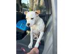 Adopt Billy a Pit Bull Terrier, Mixed Breed