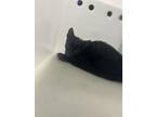 Adopt Jelly a Domestic Short Hair