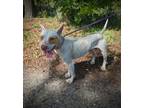 Adopt Nas a Pit Bull Terrier, Mixed Breed