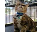 Adopt Harry a Domestic Short Hair