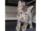 Adopt Spike a Domestic Short Hair