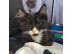 Adopt Sylvester a Domestic Medium Hair